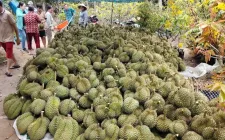 Sầu riêng, mít, chanh vẫn lao dốc, nhà vườn ở Đồng Tháp thất thu
