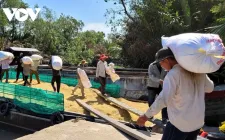 Giá lúa Hè thu vùng ĐBSCL đang ở mức thấp, nhà nông không có lãi