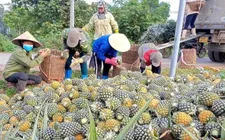 Dứa Việt Nam rộng đường xuất ngoại: Cần chiến lược bài bản để cán mốc tỷ USD