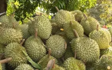 Xuất khẩu sầu riêng sang Trung Quốc tăng mạnh