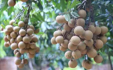 Bảo tồn và nhân rộng giống nhãn đặc sản ở Hưng Yên