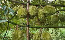 Xuất khẩu nông sản sang Trung Quốc đối mặt quy định mới