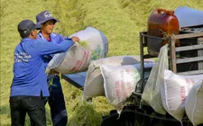 Philippines tạm dừng nhập khẩu, liệu có tác động đến gạo Việt Nam?
