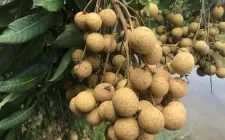 Nhãn lồng Hưng Yên hướng đến xuất khẩu bền vững