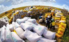 Giá gạo xuất khẩu tăng