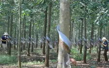 Ngành cao su gỡ nút thắt xuất khẩu