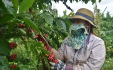 Cà phê Việt Nam "được mùa, được giá"