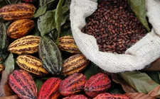 Giá ca cao tăng chóng mặt
