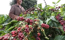 Giá cà phê tiếp tục tăng nóng trước áp lực nguồn cung
