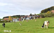 Thêm hai lô sữa bột trẻ em của Nestlé bị thu hồi tại châu Âu