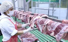 Vận hành sàn giao dịch thịt lợn từ cuối tháng 4