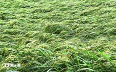 312.000 ha diện tích cây trồng bị ảnh hưởng bởi thiên tai