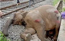 Đoàn tàu tại Ấn Độ đâm vào đàn voi khiến 7 con chết tại chỗ