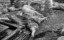 300 tấn thịt bẩn lọt lưới: Trách nhiệm thuộc về ai?