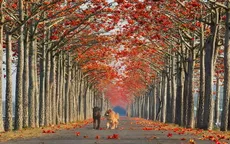 "Dạo chơi" những con đường đẹp như tranh vẽ