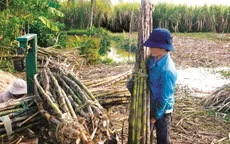 Đo trữ đường mía thiếu minh bạch: Người dân “ngậm trái đắng”