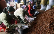 Năng suất hoa hồi Lạng Sơn trồi sụt thất thường