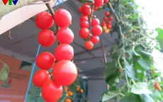 Nông sản Việt được tôn vinh trong Hội chợ Nông nghiệp quốc tế 2015