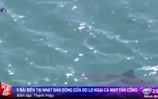 Nhật Bản: Đóng cửa 9 bãi biển do lo ngại cá mập tấn công