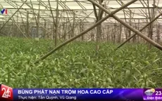 Bùng phát nạn trộm cắp hoa cao cấp ở Đà Lạt