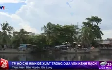 Nên hay không trồng dừa ven kênh rạch tại TP.HCM?