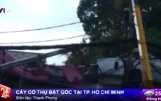 TP.HCM: Cổ thụ bật gốc "đè" nhà giữa trung tâm thành phố