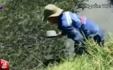Tưới rau bằng dầu nhớt thải: Tin đồn hay sự thật?