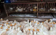 Ninh Thuận: Phát hiện ổ dịch cúm A/H5N1 trên gia cầm