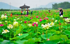 Những hồ sen đẹp ngất ngây ở Hàn Quốc