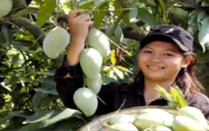 Xoài Đồng Nai được cấp phép vào thị trường Nhật Bản