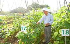 Điểm báo sáng 18/11: Nhà nông Việt trồng rau kiểu Mỹ