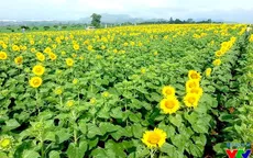 Cánh đồng hoa hướng dương rực rỡ tại Nghệ An