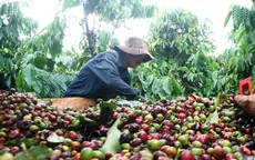 Bán hay trữ hàng - Bài toán khó của người trồng cà phê Tây Nguyên