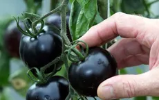 Cà chua đen Lâm Đồng giá cao vẫn hút khách