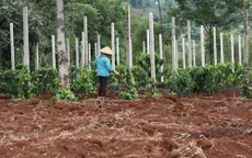 Lâm Đồng: Nhiều hộ dân đổ xô trồng tiêu