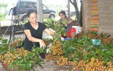 Nhãn chín muộn Việt Nam đã đến Mỹ