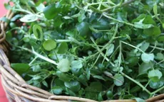 Lợi ích dinh dưỡng bất ngờ của rau cải xoong