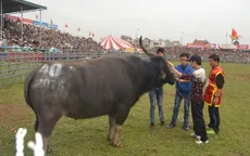 Hội chọi trâu: Không mổ bán mà giữ lại trâu vô địch