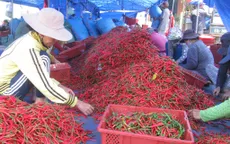 Giá ớt xuất khẩu tại Bình Định tăng mạnh