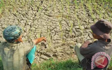 Indonesia đối mặt với hạn hán tồi tệ nhất 5 năm qua