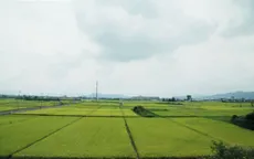 Gạo Fukushima thoát nhiễm phóng xạ sau thảm họa kép