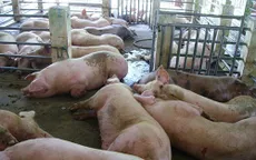 Vĩnh Long: Phát hiện 3 vụ bơm nước vào lợn ở huyện Bình Tân