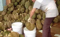 Đồng Nai: Thương lái ồ ạt mua sầu riêng non