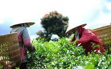 Lâm Đồng: Nhiều hộ trồng chè ô long nhổ bỏ cây