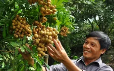 Nhãn Hưng Yên khó “chớp” được cơ hội sang thị trường Mỹ