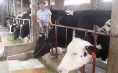 TP.HCM: Giá bò sữa giống xuống thấp bất thường