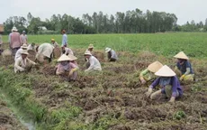 Vĩnh Long: Khoai lang rớt giá, nông dân lỗ hàng tỷ đồng