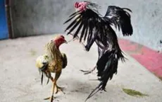 Đấu súng trong cuộc chọi gà tại Mexico, 12 người thiệt mạng