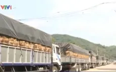 Dưa rớt giá, không bán được: Vì sao? 