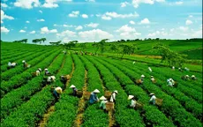 Tìm kiếm các giải pháp tài chính cho 'tăng trưởng xanh'
